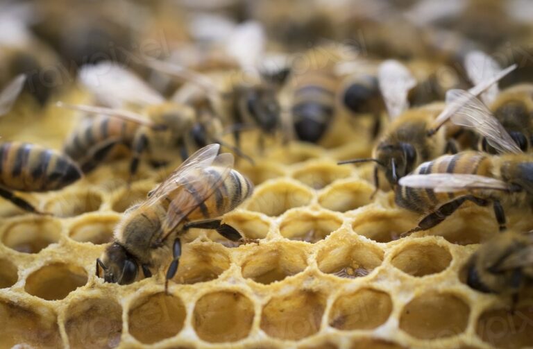 Bee nest